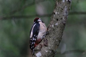 DSCF3411.JPG