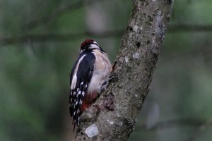 DSCF3412.JPG