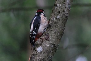 DSCF3415.JPG