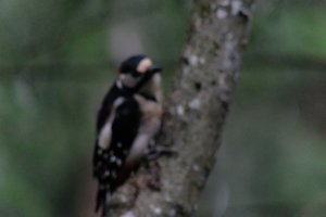 DSCF3417.JPG