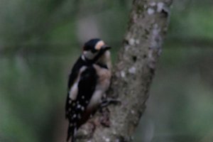 DSCF3418.JPG