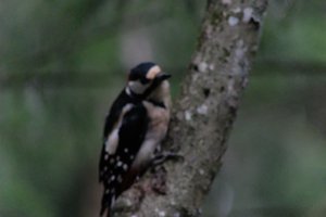 DSCF3419.JPG