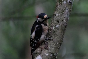 DSCF3423.JPG