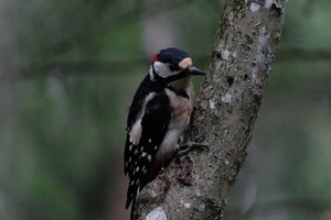 DSCF3425.JPG