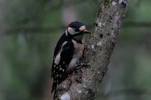 DSCF3426.JPG