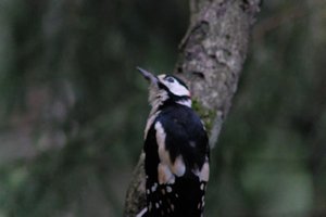 DSCF3429.JPG