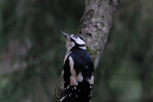 DSCF3430.JPG