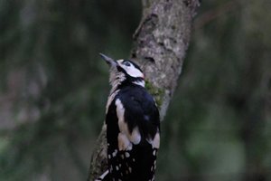 DSCF3433.JPG