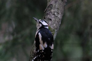 DSCF3434.JPG
