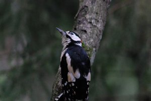 DSCF3435.JPG