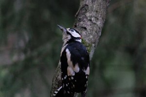 DSCF3436.JPG
