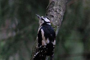 DSCF3437.JPG