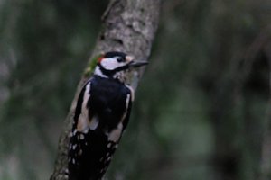 DSCF3438.JPG