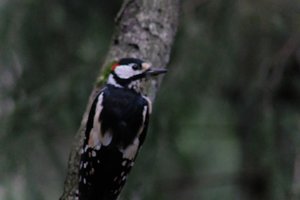 DSCF3440.JPG