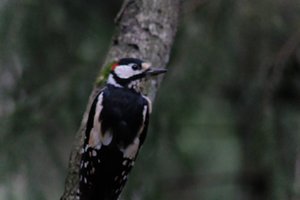 DSCF3441.JPG