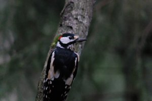DSCF3445.JPG