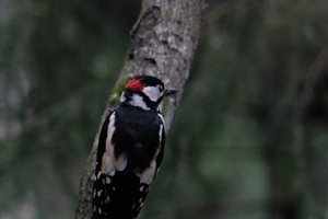 DSCF3446.JPG