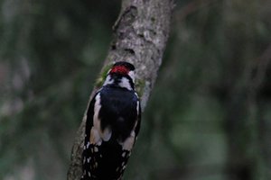 DSCF3447.JPG