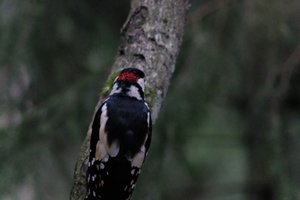 DSCF3448.JPG