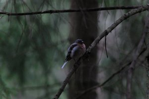DSCF3449.JPG