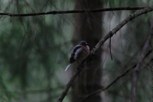 DSCF3450.JPG