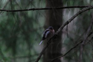 DSCF3451.JPG