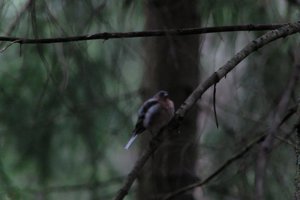 DSCF3453.JPG