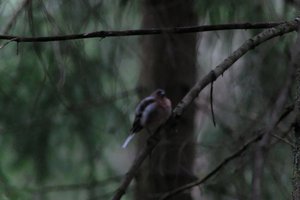 DSCF3454.JPG