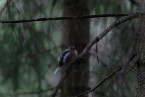 DSCF3457.JPG