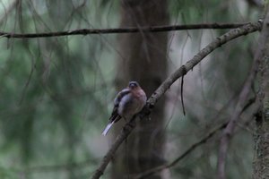 DSCF3468.JPG