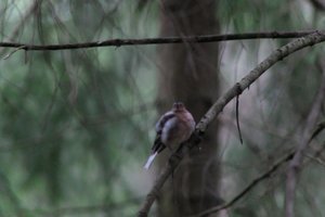 DSCF3471.JPG