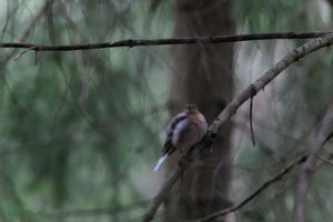 DSCF3473.JPG