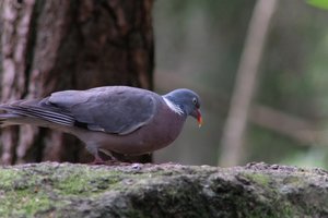 DSCF4002.JPG