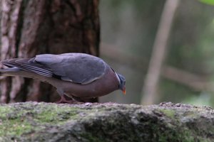 DSCF4005.JPG
