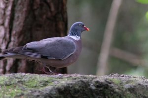 DSCF4007.JPG