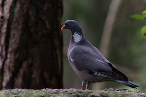 DSCF4008.JPG