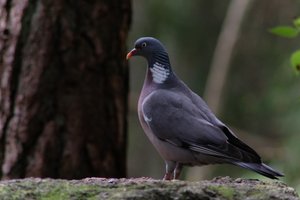 DSCF4009.JPG