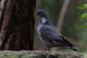 DSCF4010.JPG
