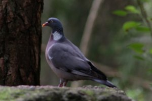 DSCF4012.JPG