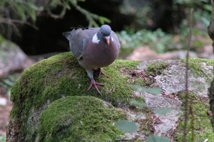 DSCF4150.JPG