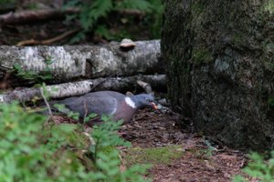 DSCF4194.JPG