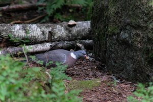 DSCF4195.JPG