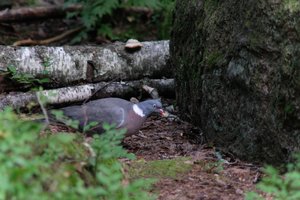 DSCF4196.JPG