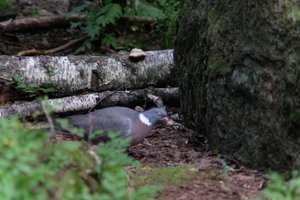 DSCF4198.JPG