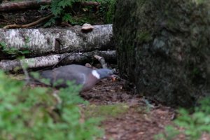 DSCF4203.JPG