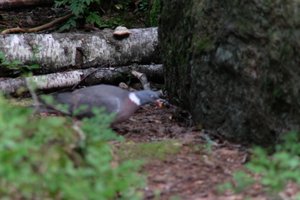 DSCF4204.JPG