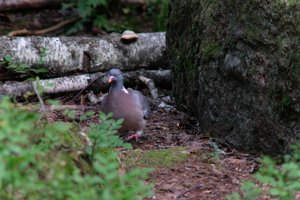 DSCF4209.JPG