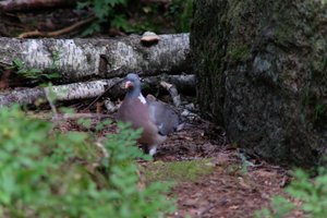 DSCF4211.JPG