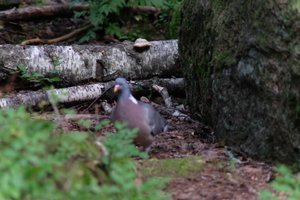 DSCF4216.JPG