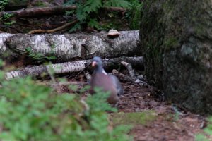 DSCF4218.JPG